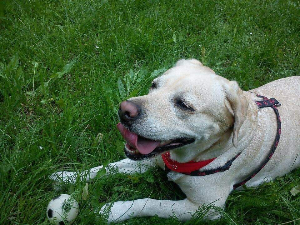 Kudłate, łaciate, rasowe i te wyjątkowe kundelki - wszystkie obchodziły w środę swoje święto. 1 lipca świętowaliśmy Międzynarodowy Dzień Psa, czyli najlepszego przyjaciela człowieka. W związku z tym poprosiliśmy naszych Czytelników o przesyłanie zdjęć swoich czworonogów. Zobaczcie przygotowaną przez nas galerię!