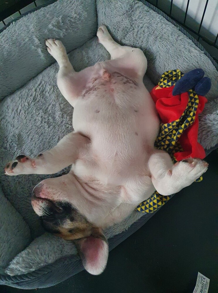 Kudłate, łaciate, rasowe i te wyjątkowe kundelki - wszystkie obchodziły w środę swoje święto. 1 lipca świętowaliśmy Międzynarodowy Dzień Psa, czyli najlepszego przyjaciela człowieka. W związku z tym poprosiliśmy naszych Czytelników o przesyłanie zdjęć swoich czworonogów. Zobaczcie przygotowaną przez nas galerię!