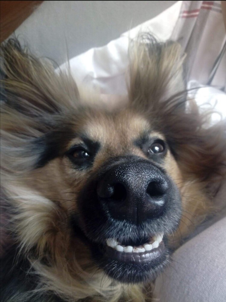 Kudłate, łaciate, rasowe i te wyjątkowe kundelki - wszystkie obchodziły w środę swoje święto. 1 lipca świętowaliśmy Międzynarodowy Dzień Psa, czyli najlepszego przyjaciela człowieka. W związku z tym poprosiliśmy naszych Czytelników o przesyłanie zdjęć swoich czworonogów. Zobaczcie przygotowaną przez nas galerię!