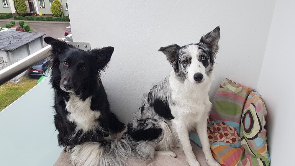 Kudłate, łaciate, rasowe i te wyjątkowe kundelki - wszystkie obchodziły w środę swoje święto. 1 lipca świętowaliśmy Międzynarodowy Dzień Psa, czyli najlepszego przyjaciela człowieka. W związku z tym poprosiliśmy naszych Czytelników o przesyłanie zdjęć swoich czworonogów. Zobaczcie przygotowaną przez nas galerię!