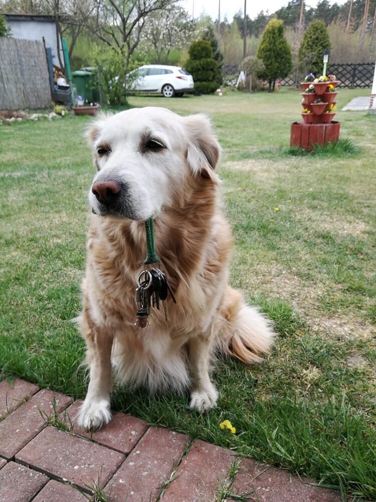 Kudłate, łaciate, rasowe i te wyjątkowe kundelki - wszystkie obchodziły w środę swoje święto. 1 lipca świętowaliśmy Międzynarodowy Dzień Psa, czyli najlepszego przyjaciela człowieka. W związku z tym poprosiliśmy naszych Czytelników o przesyłanie zdjęć swoich czworonogów. Zobaczcie przygotowaną przez nas galerię!
