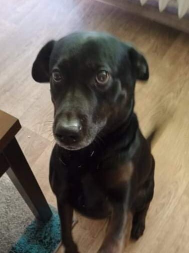 Kudłate, łaciate, rasowe i te wyjątkowe kundelki - wszystkie obchodziły wczoraj swoje święto. 1 lipca świętowaliśmy Międzynarodowy Dzień Psa, czyli najlepszego przyjaciela człowieka.