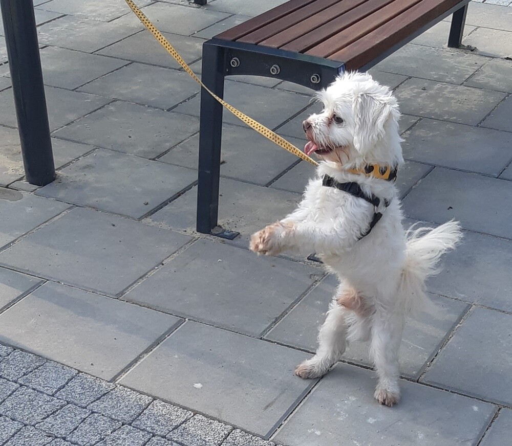 Kudłate, łaciate, rasowe i te wyjątkowe kundelki - wszystkie obchodziły wczoraj swoje święto. 1 lipca świętowaliśmy Międzynarodowy Dzień Psa, czyli najlepszego przyjaciela człowieka.