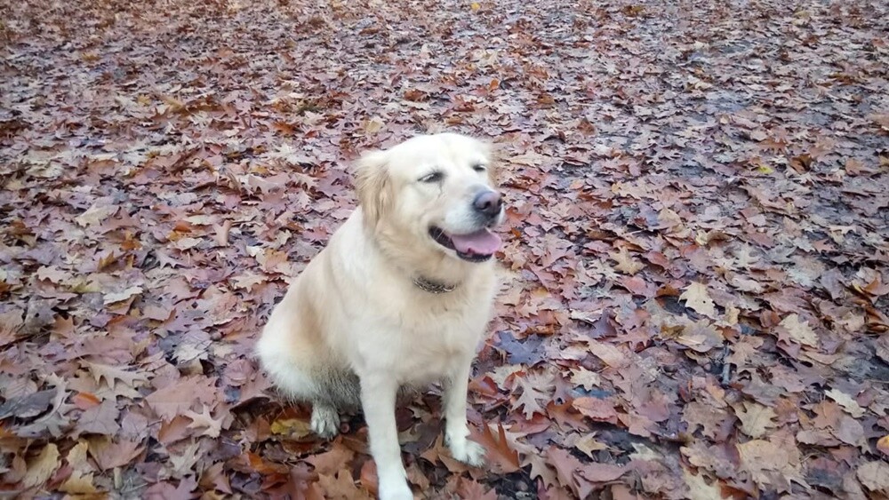 Kudłate, łaciate, rasowe i te wyjątkowe kundelki - wszystkie obchodziły wczoraj swoje święto. 1 lipca świętowaliśmy Międzynarodowy Dzień Psa, czyli najlepszego przyjaciela człowieka.