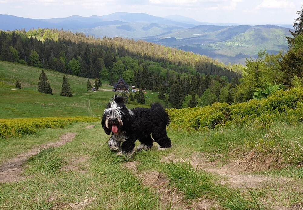 Kudłate, łaciate, rasowe i te wyjątkowe kundelki - wszystkie obchodziły wczoraj swoje święto. 1 lipca świętowaliśmy Międzynarodowy Dzień Psa, czyli najlepszego przyjaciela człowieka.