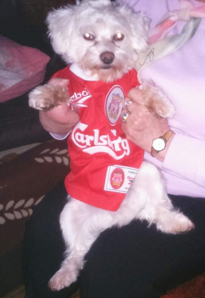 Kudłate, łaciate, rasowe i te wyjątkowe kundelki - wszystkie obchodziły wczoraj swoje święto. 1 lipca świętowaliśmy Międzynarodowy Dzień Psa, czyli najlepszego przyjaciela człowieka.