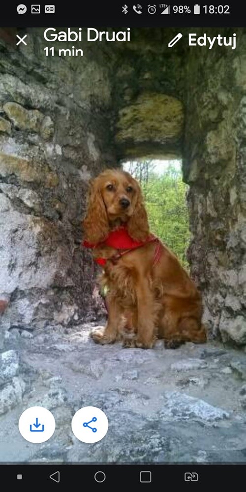 Kudłate, łaciate, rasowe i te wyjątkowe kundelki - wszystkie obchodziły wczoraj swoje święto. 1 lipca świętowaliśmy Międzynarodowy Dzień Psa, czyli najlepszego przyjaciela człowieka.