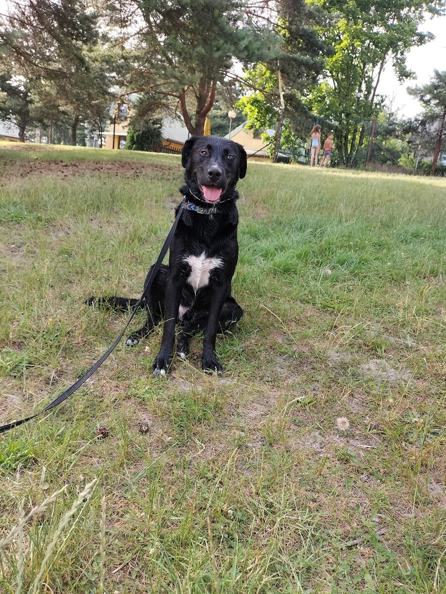 1 lipca świętowaliśmy Międzynarodowy Dzień Psa. / fot. Czytelnicy