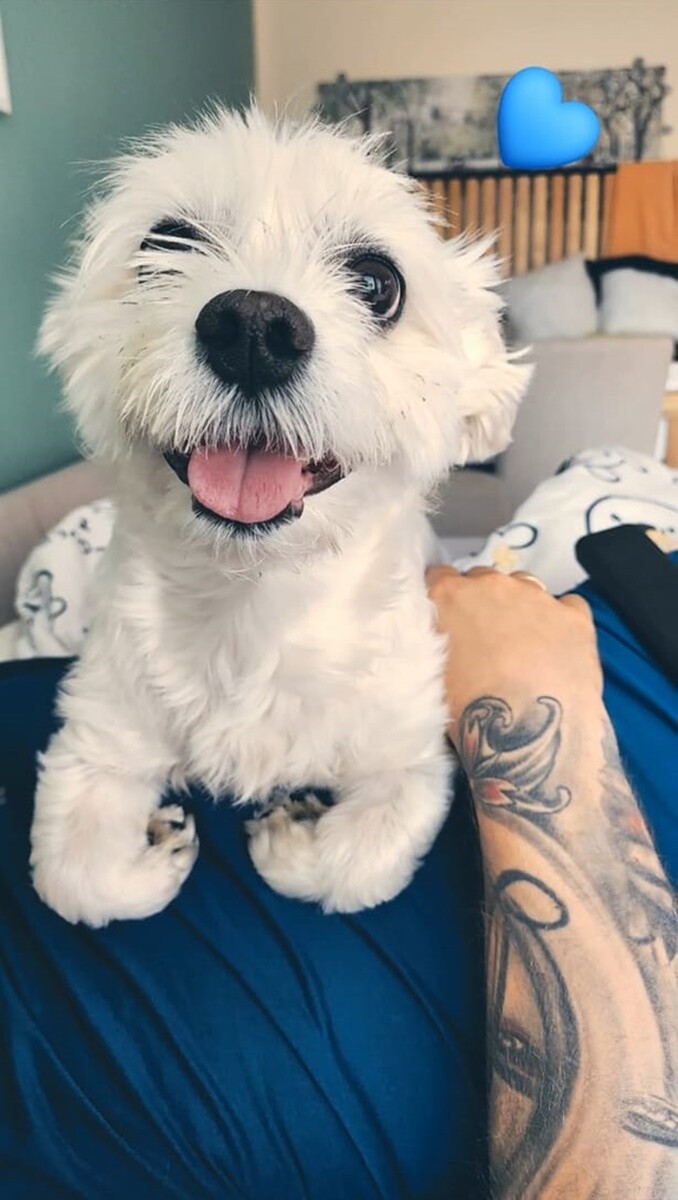 1 lipca świętowaliśmy Międzynarodowy Dzień Psa. / fot. Czytelnicy