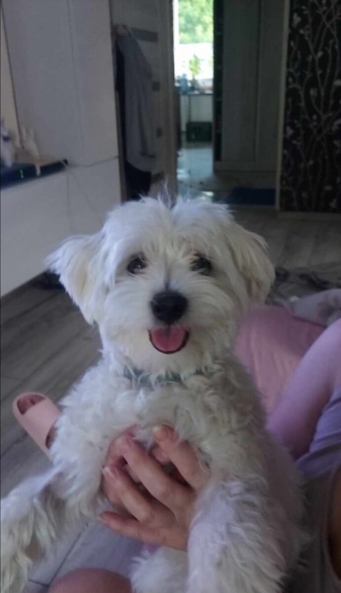 1 lipca świętowaliśmy Międzynarodowy Dzień Psa. / fot. Czytelnicy