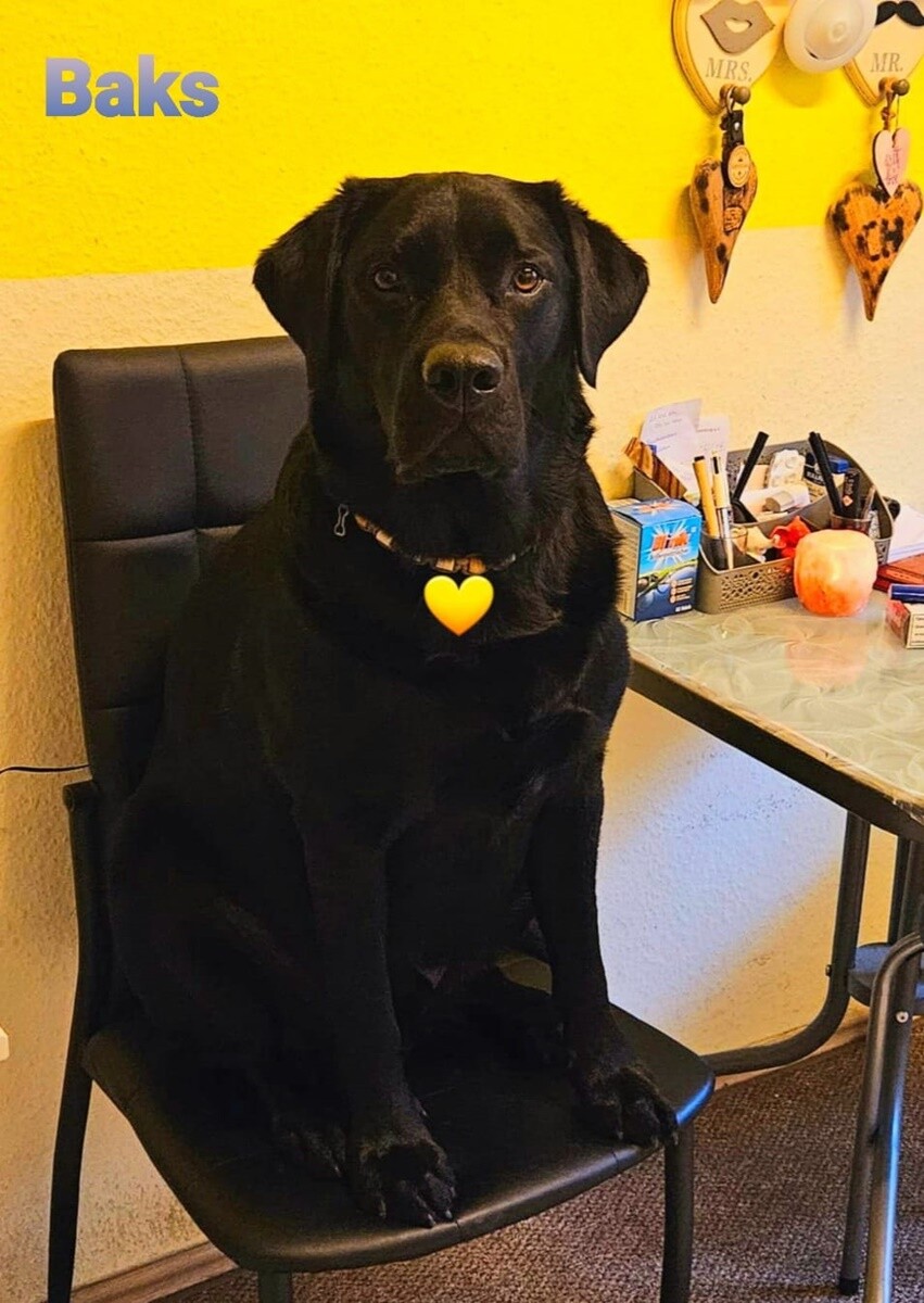 1 lipca świętowaliśmy Międzynarodowy Dzień Psa. / fot. Czytelnicy