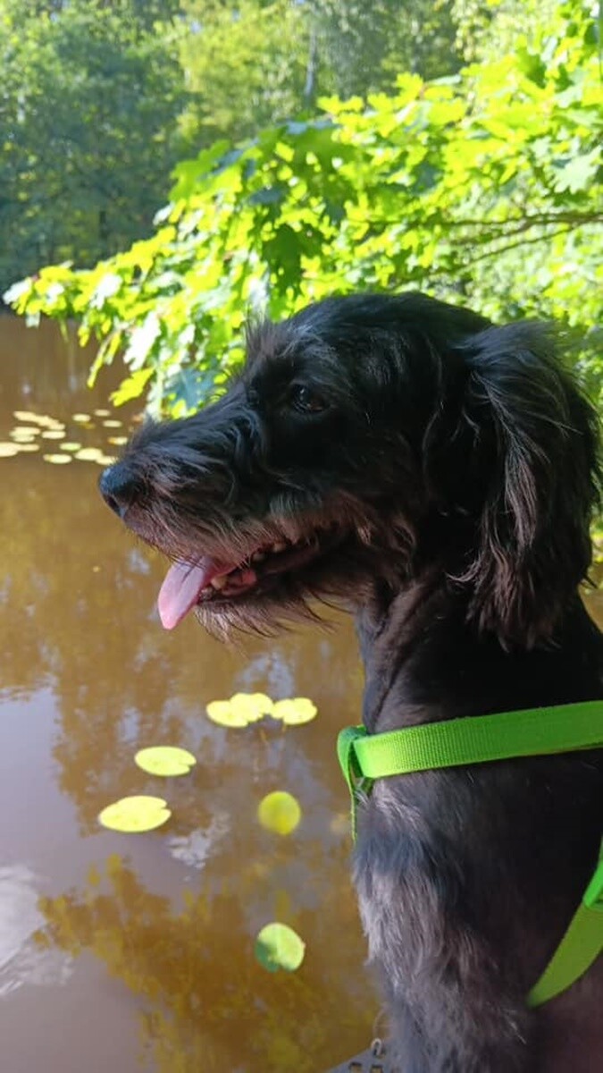 1 lipca świętowaliśmy Międzynarodowy Dzień Psa. / fot. Czytelnicy