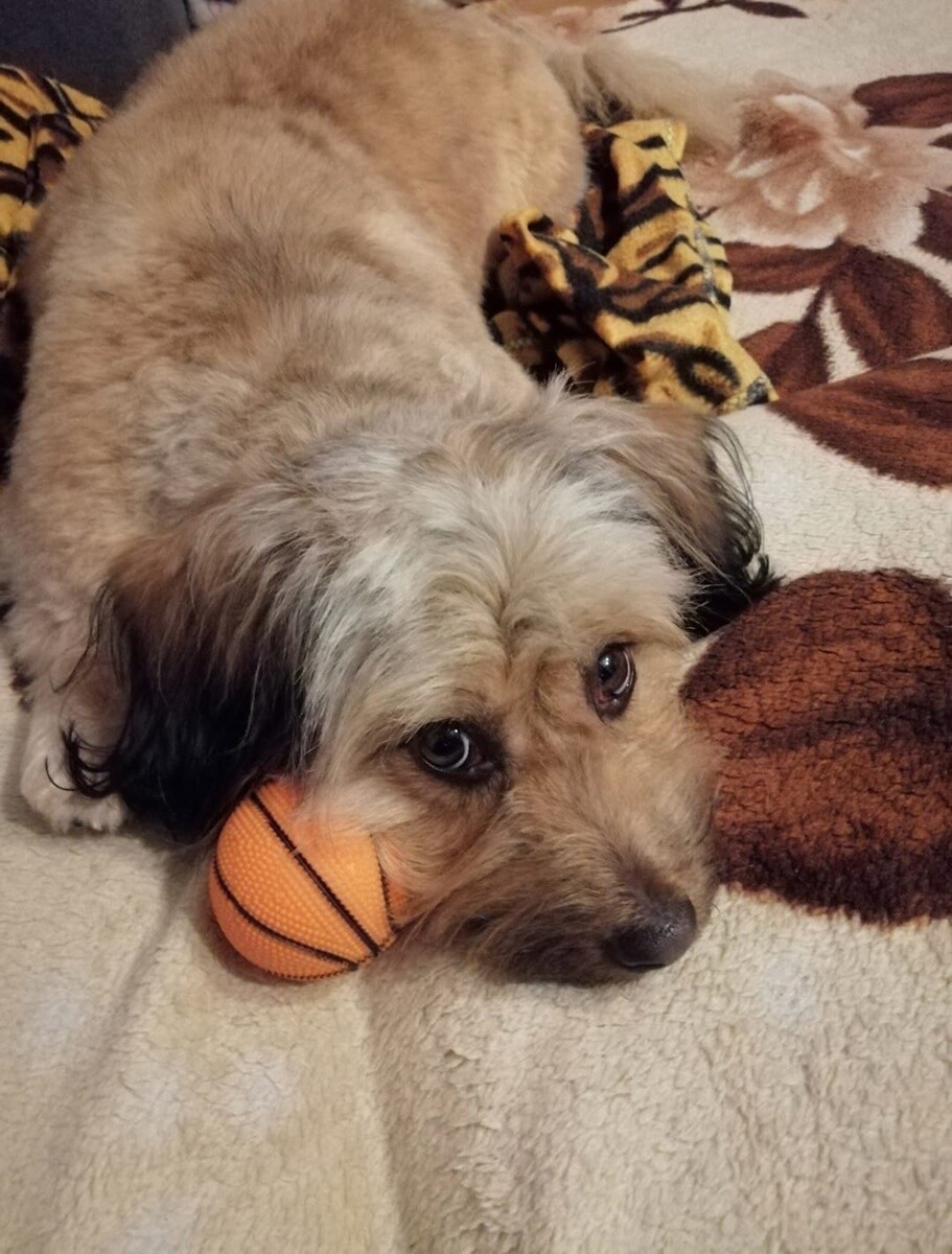 1 lipca świętowaliśmy Międzynarodowy Dzień Psa. / fot. Czytelnicy