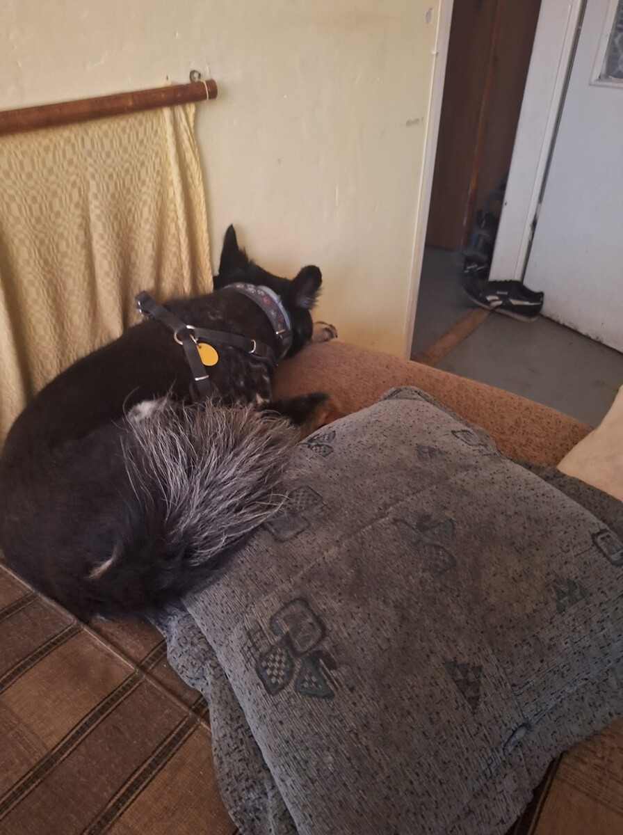 1 lipca świętowaliśmy Międzynarodowy Dzień Psa. / fot. Czytelnicy