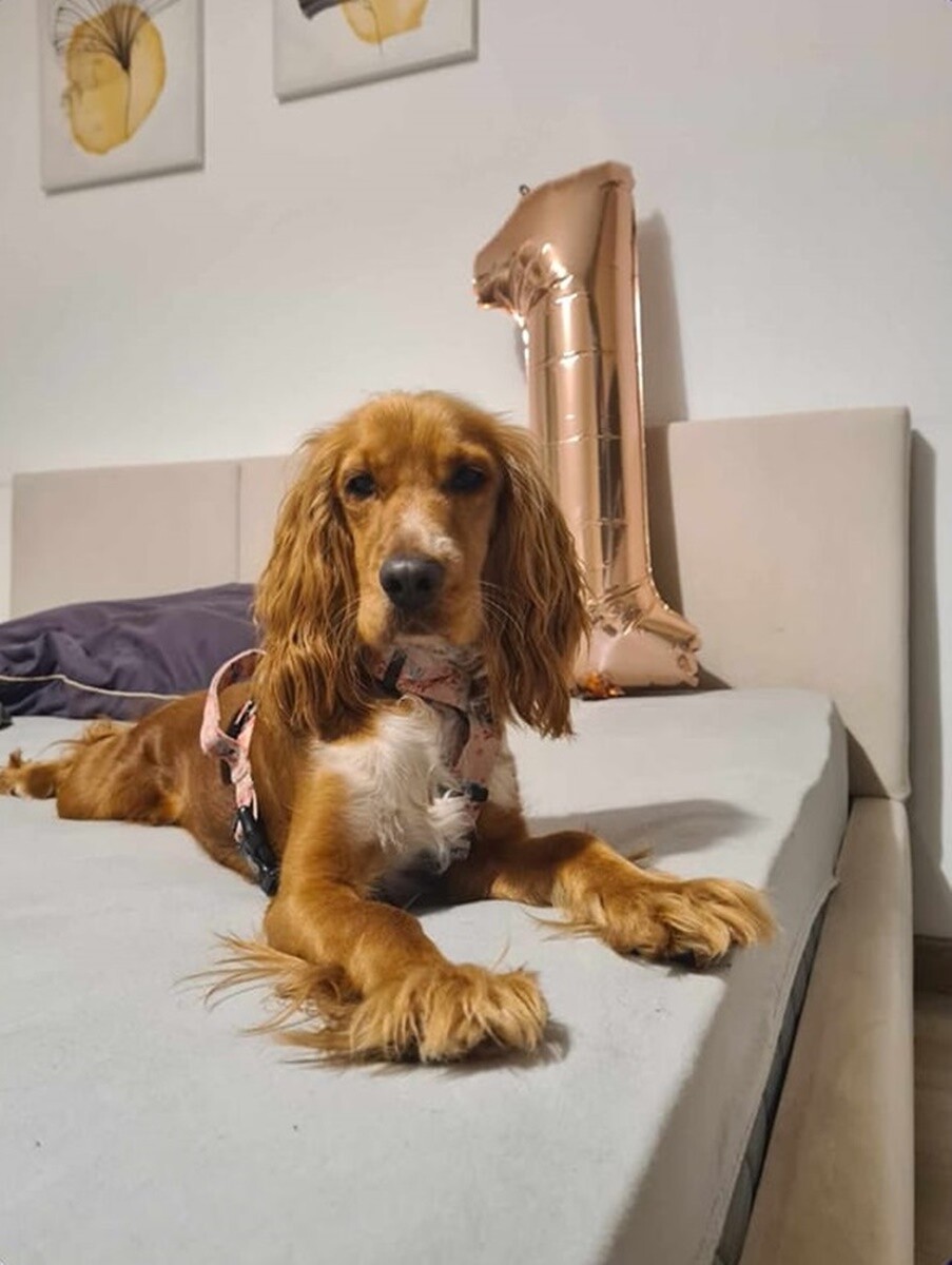 1 lipca świętowaliśmy Międzynarodowy Dzień Psa. / fot. Czytelnicy