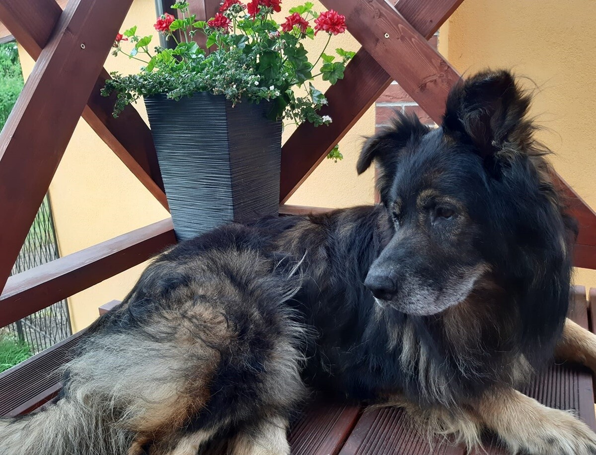 1 lipca świętowaliśmy Międzynarodowy Dzień Psa. / fot. Czytelnicy