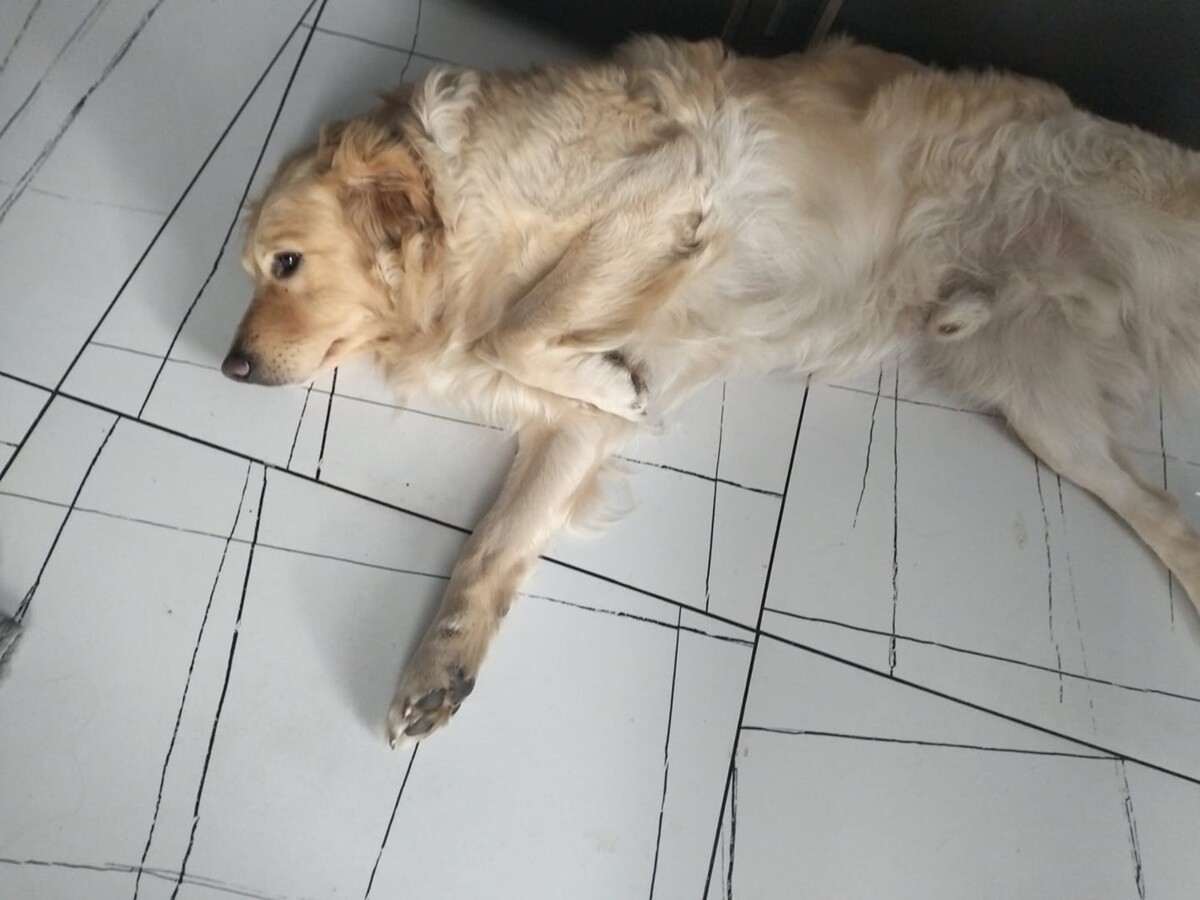 1 lipca świętowaliśmy Międzynarodowy Dzień Psa. / fot. Czytelnicy