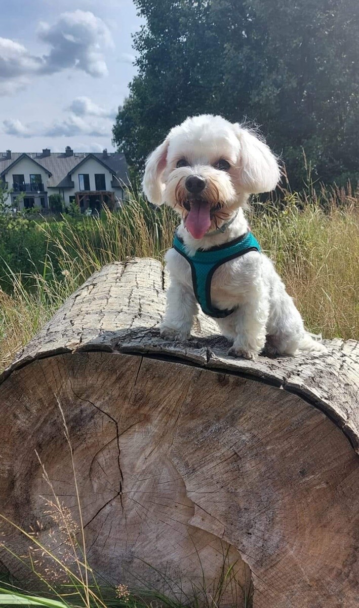 1 lipca świętowaliśmy Międzynarodowy Dzień Psa. / fot. Czytelnicy