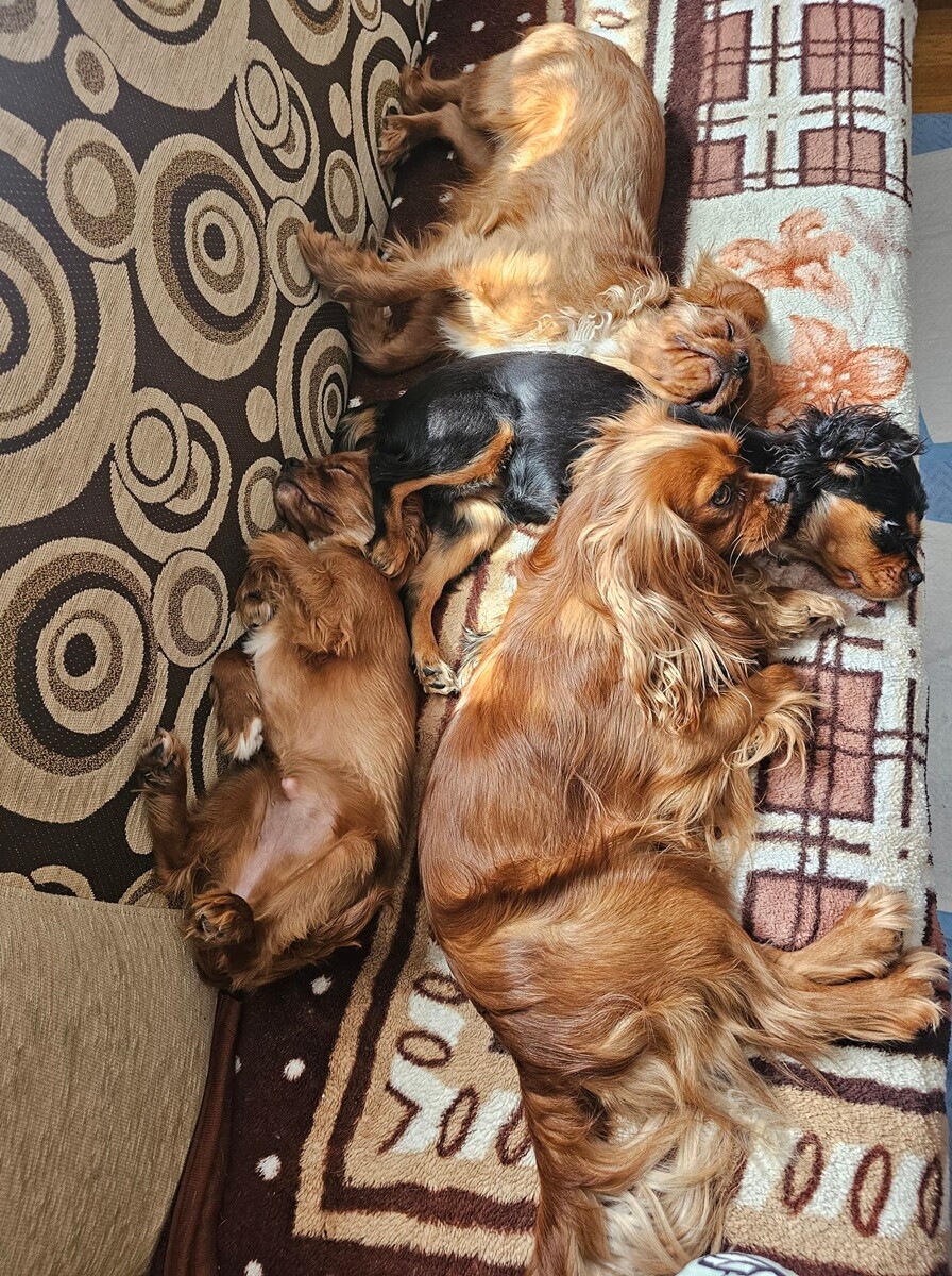 1 lipca świętowaliśmy Międzynarodowy Dzień Psa. / fot. Czytelnicy