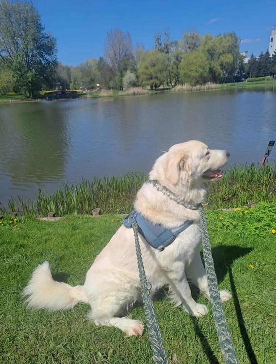 1 lipca świętowaliśmy Międzynarodowy Dzień Psa. / fot. Czytelnicy