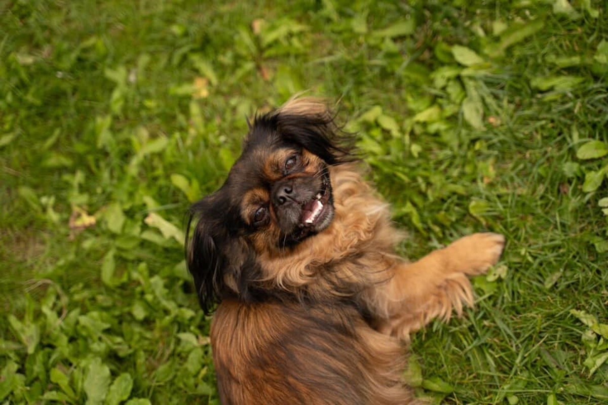 1 lipca świętowaliśmy Międzynarodowy Dzień Psa. / fot. Czytelnicy