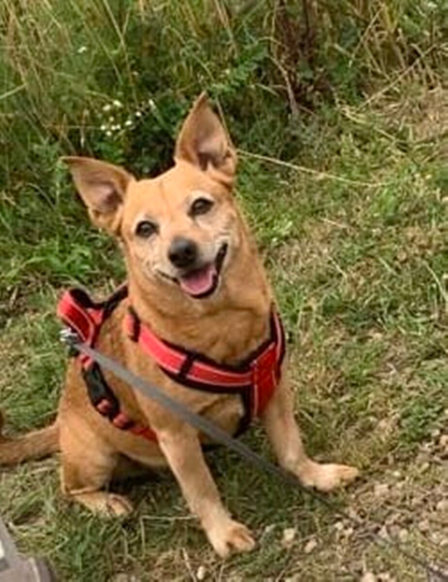 1 lipca świętowaliśmy Międzynarodowy Dzień Psa. / fot. Czytelnicy