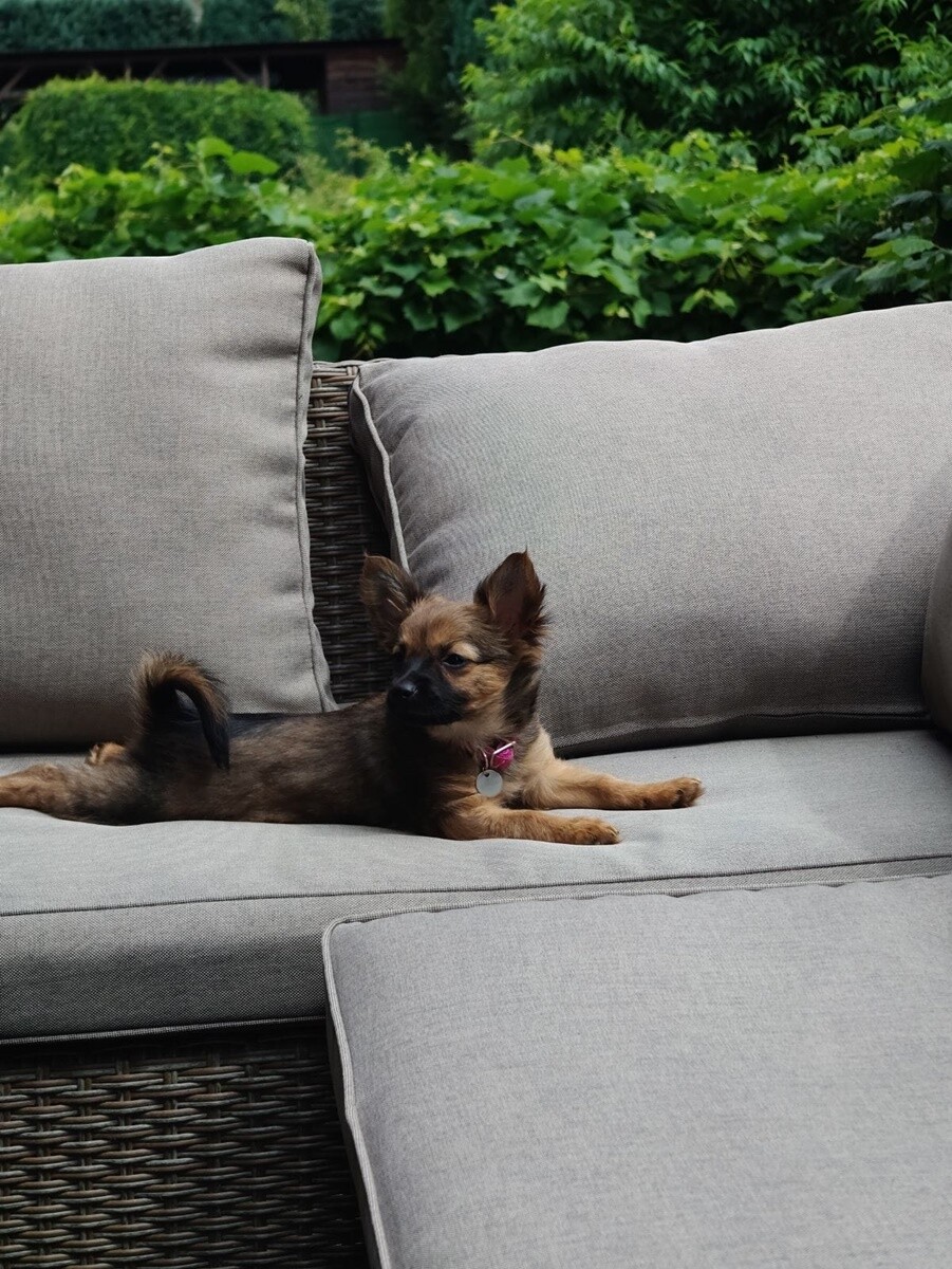 1 lipca świętowaliśmy Międzynarodowy Dzień Psa. / fot. Czytelnicy