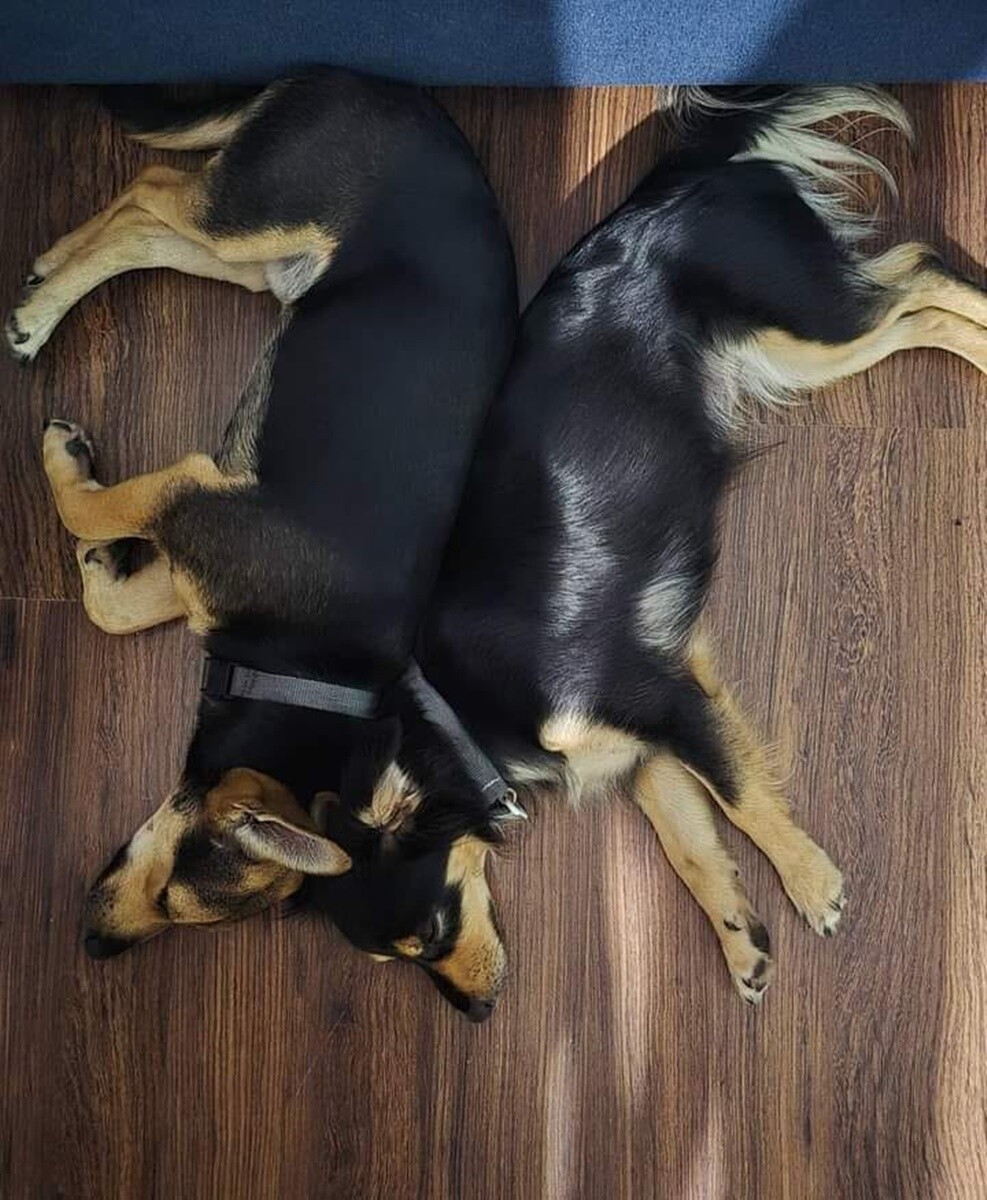 1 lipca świętowaliśmy Międzynarodowy Dzień Psa. / fot. Czytelnicy