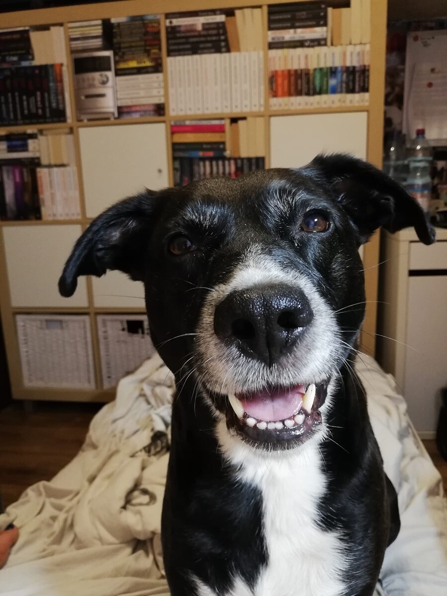 1 lipca świętowaliśmy Międzynarodowy Dzień Psa. / fot. Czytelnicy