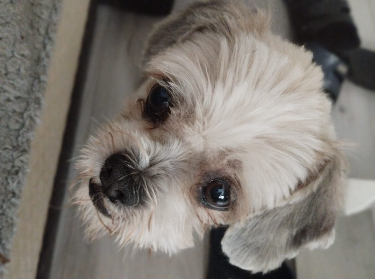 1 lipca świętowaliśmy Międzynarodowy Dzień Psa. / fot. Czytelnicy