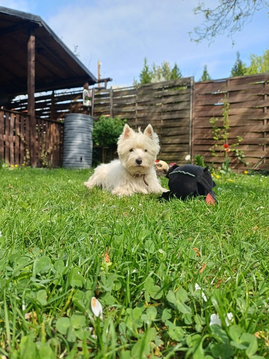 1 lipca świętowaliśmy Międzynarodowy Dzień Psa. / fot. Czytelnicy