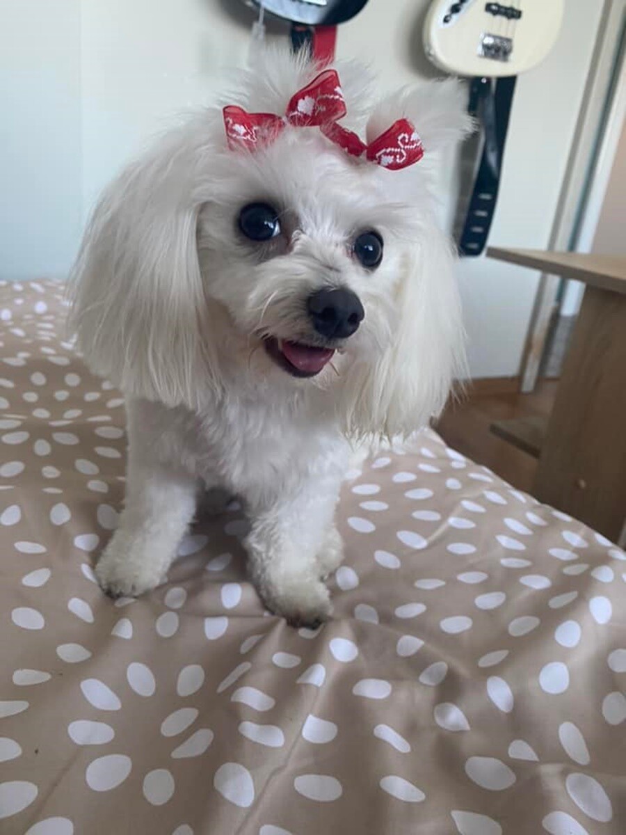 1 lipca świętowaliśmy Międzynarodowy Dzień Psa. / fot. Czytelnicy