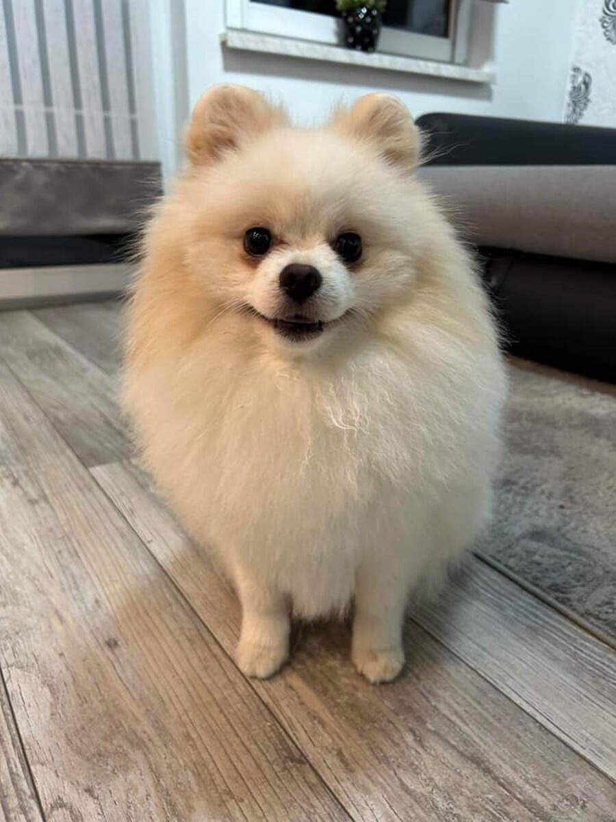 1 lipca świętowaliśmy Międzynarodowy Dzień Psa. / fot. Czytelnicy