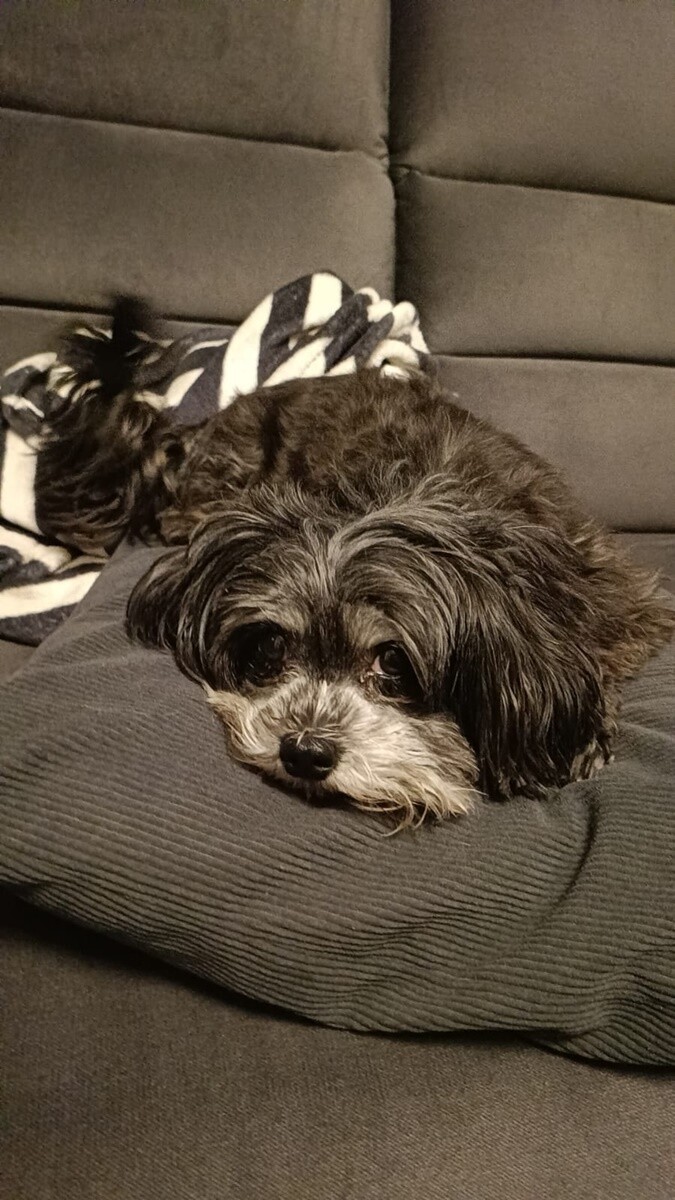 1 lipca świętowaliśmy Międzynarodowy Dzień Psa. / fot. Czytelnicy