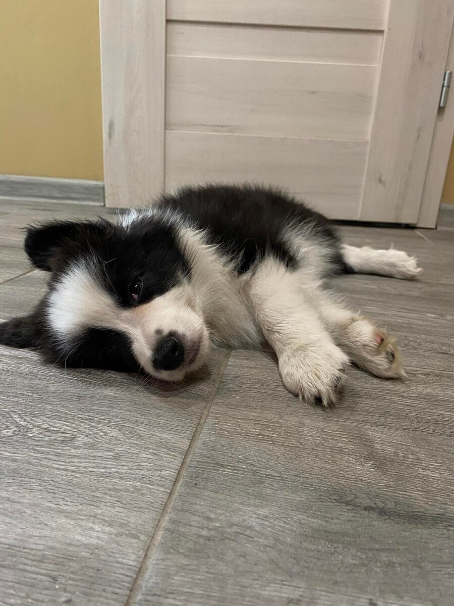 1 lipca świętowaliśmy Międzynarodowy Dzień Psa. / fot. Czytelnicy