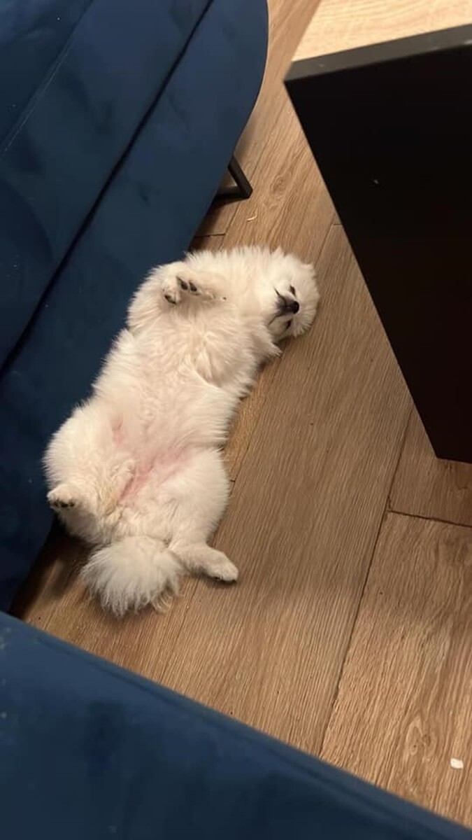 1 lipca świętowaliśmy Międzynarodowy Dzień Psa. / fot. Czytelnicy