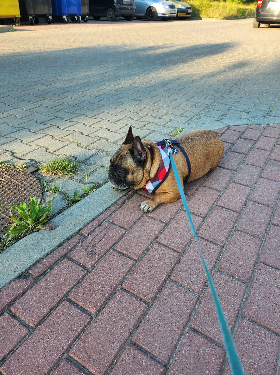 1 lipca świętowaliśmy Międzynarodowy Dzień Psa. / fot. Czytelnicy