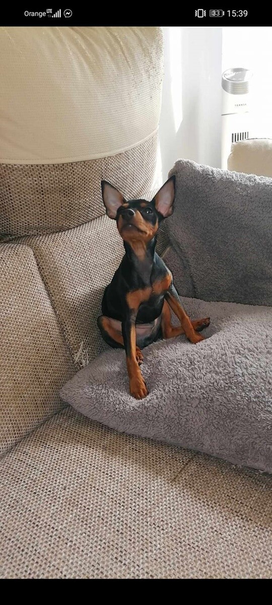 1 lipca świętowaliśmy Międzynarodowy Dzień Psa. / fot. Czytelnicy