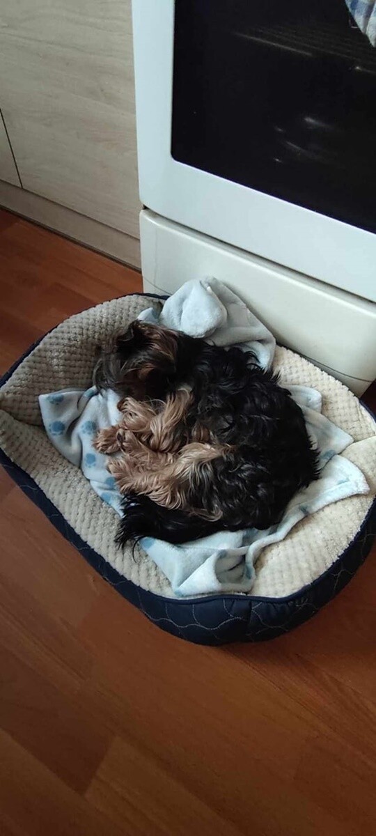 1 lipca świętowaliśmy Międzynarodowy Dzień Psa. / fot. Czytelnicy