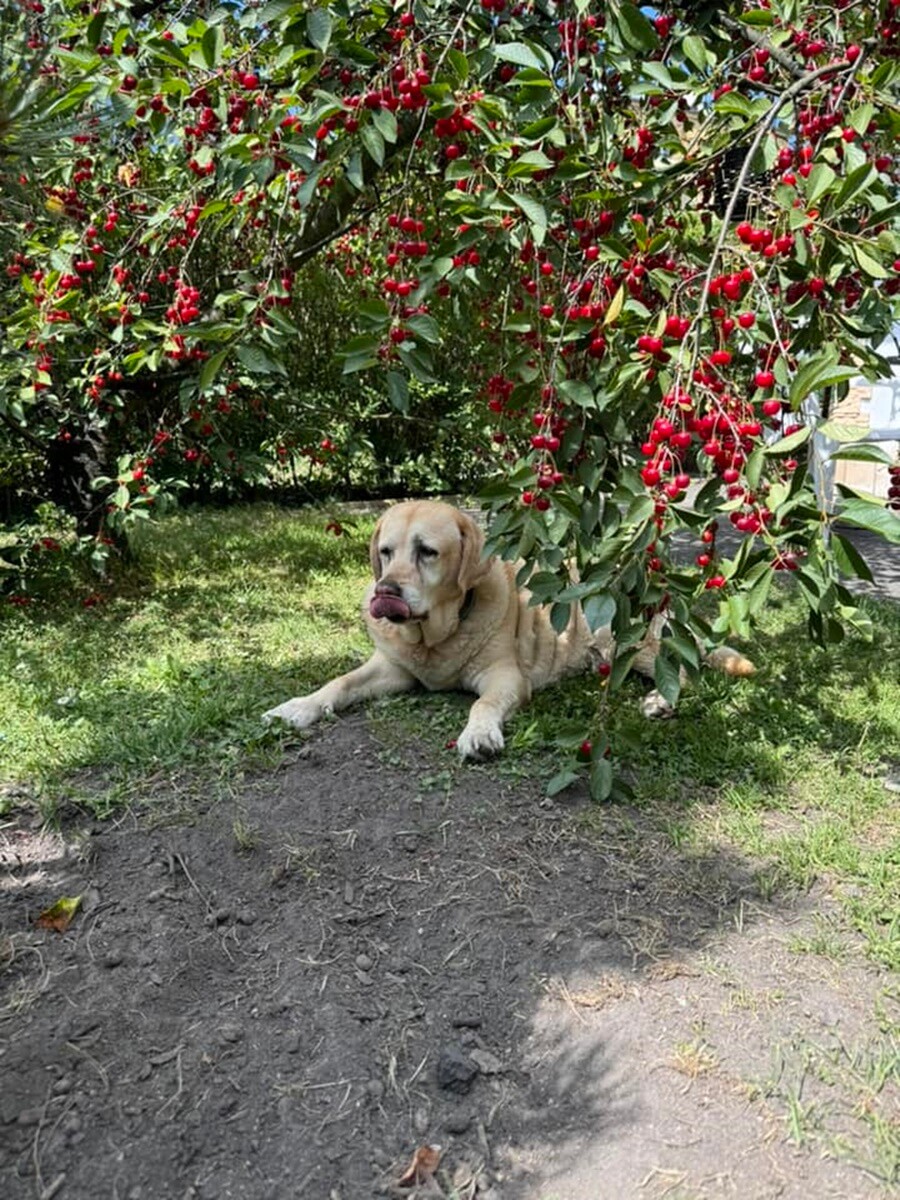 1 lipca świętowaliśmy Międzynarodowy Dzień Psa. / fot. Czytelnicy
