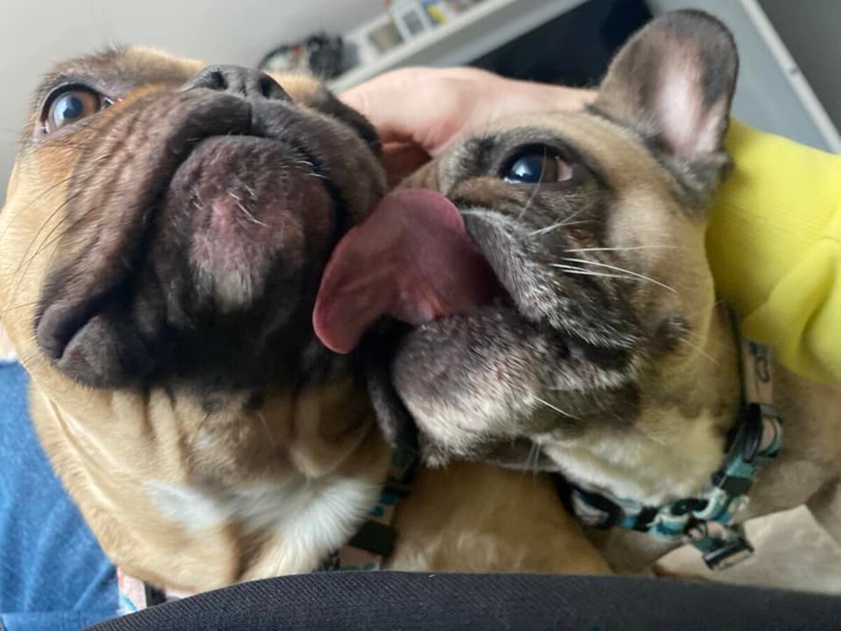 1 lipca świętowaliśmy Międzynarodowy Dzień Psa. / fot. Czytelnicy