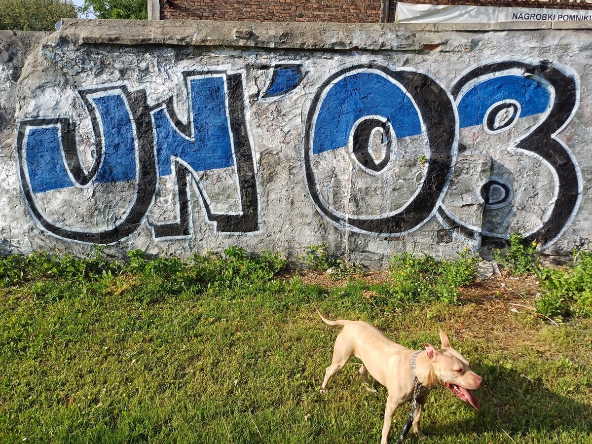 1 lipca świętowaliśmy Międzynarodowy Dzień Psa. / fot. Czytelnicy