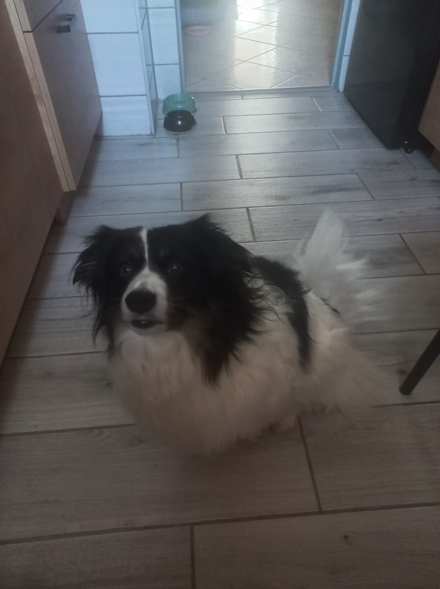 1 lipca świętowaliśmy Międzynarodowy Dzień Psa. / fot. Czytelnicy