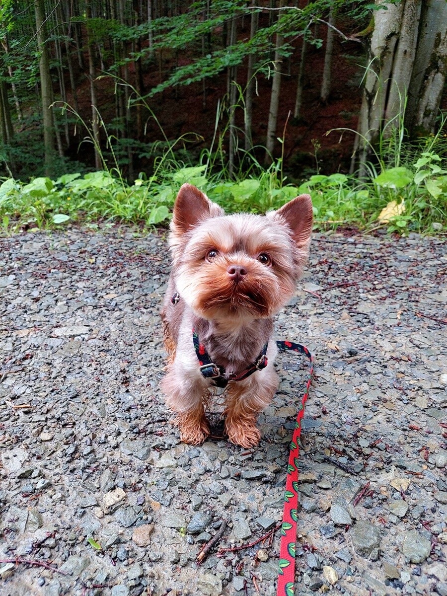 1 lipca świętowaliśmy Międzynarodowy Dzień Psa. / fot. Czytelnicy