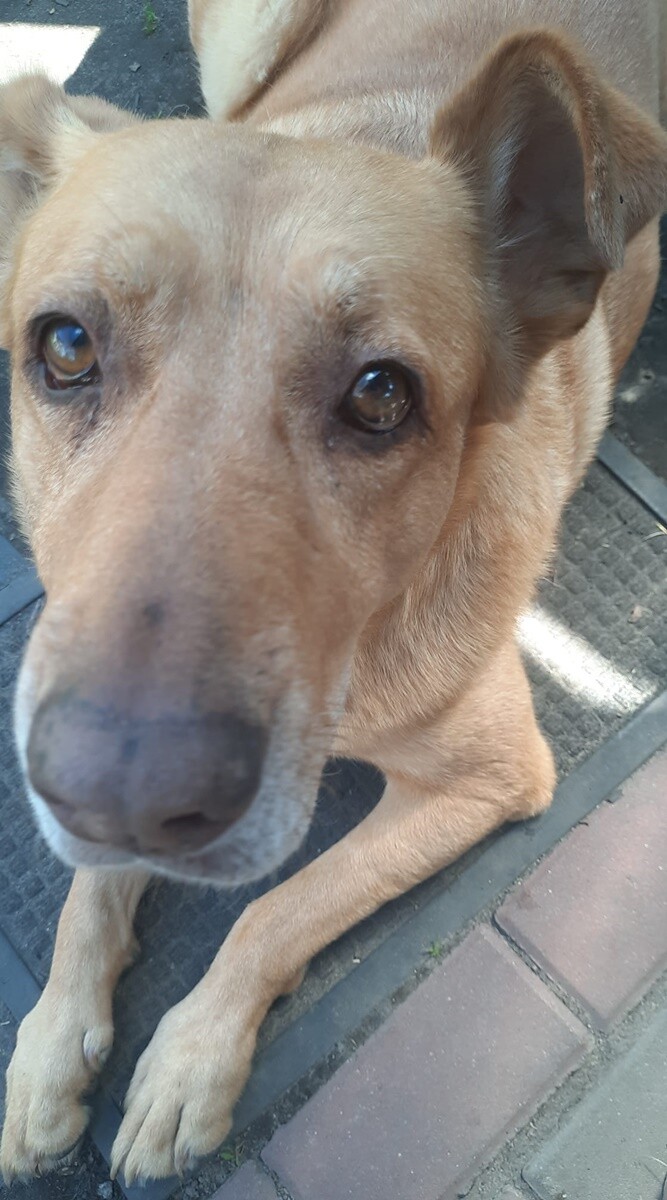 1 lipca świętowaliśmy Międzynarodowy Dzień Psa. / fot. Czytelnicy