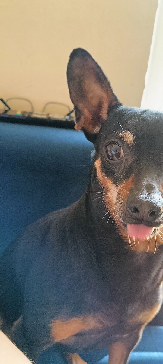 26 sierpnia świętowaliśmy Międzynarodowy Dzień Psa. Oto pupile naszych Czytelników.