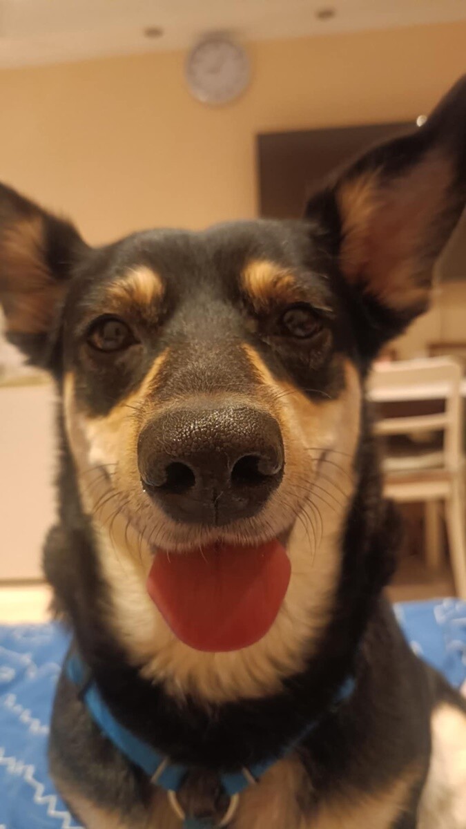 26 sierpnia świętowaliśmy Międzynarodowy Dzień Psa. Oto pupile naszych Czytelników.