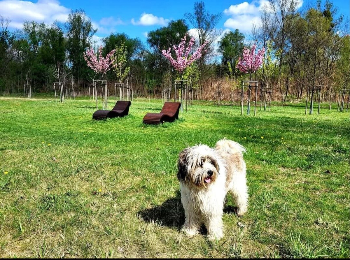 26 sierpnia świętowaliśmy Międzynarodowy Dzień Psa. Oto pupile naszych Czytelników.