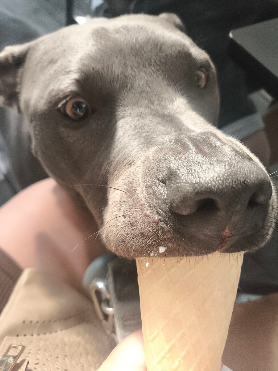 26 sierpnia świętowaliśmy Międzynarodowy Dzień Psa. Oto pupile naszych Czytelników.