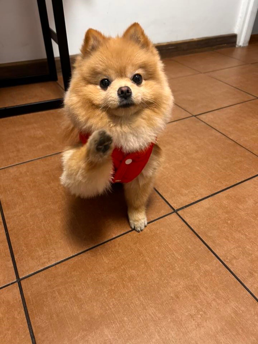 26 sierpnia świętowaliśmy Międzynarodowy Dzień Psa. Oto pupile naszych Czytelników.